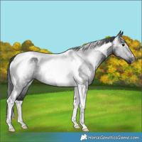 Horse Color:Gray Smoky Black Tobiano Rabicano 