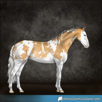 Horse Color:White Spotted Silver Sable Cream Champagne Splash Rabicano 