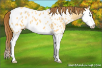 Horse Color:Amber Cream Champagne Dun Splash Appaloosa 