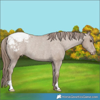 Horse Color:Classic Champagne Appaloosa Rabicano 