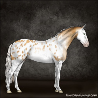 Horse Color:Gray Silver Amber Cream Champagne Splash Appaloosa Rabicano