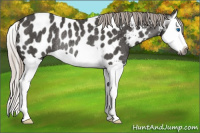 Horse Color:Gray Silver Black Splash Near Leopard Rabicano 