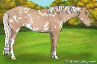 Horse Color:White Spotted Silver Classic Champagne Rabicano 