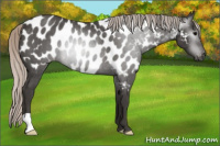 Horse Color:Gray Silver Black Appaloosa Rabicano 