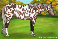 Horse Color:Gray Silver Brown Appaloosa Rabicano 
