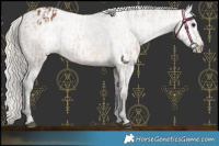 Horse Color:Silver Brown Appaloosa Rabicano and Gray Silver Brown Appaloosa Rabicano