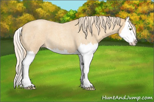 Horse Color:Gold Champagne Roan Splash 