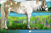 Horse Color:Plaid  White Spotted Chocolate Palomino Dun 