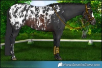 Horse Color:Black Near Leopard  and Brown Near Leopard 