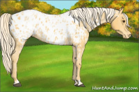 Horse Color:Palomino Appaloosa  and Palomino Appaloosa 