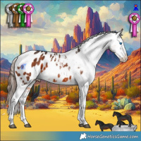 Horse Color:White Spotted Brown Splash Tobiano Appaloosa 