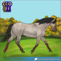 Horse Color:Liver Red Dun Roan Rabicano 