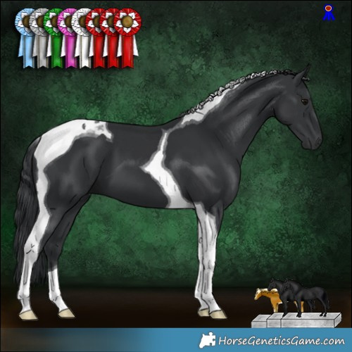 Horse Color:Black Tobiano 