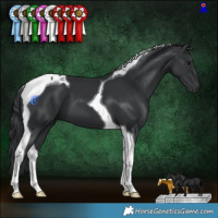 Horse Color:Black Tobiano 