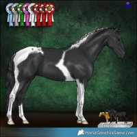 Horse Color:Black Tobiano