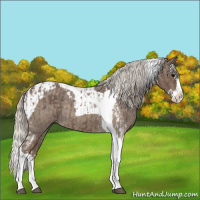 Horse Color:Silver Blue Roan Splash Tobiano and Silver Blue Roan Splash Tobiano
