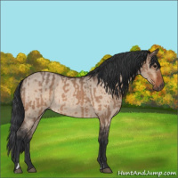 Horse Color:Bay Dun  and Bay Roan Dun 