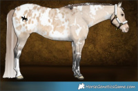 Horse Color:White Spotted Bay Dun Appaloosa 