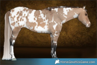 Horse Color:White Spotted Bay Dun Blanket 