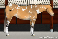 Horse Color:White Spotted Buckskin 