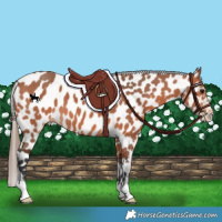 Horse Color:Bay Appaloosa