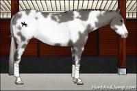Horse Color:White Spotted Grullo Frame Varnish 