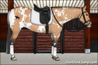 Horse Color:White Spotted Bay Dun