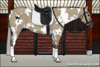 Horse Color:White Spotted Smoky Grullo 