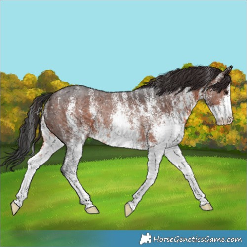 Horse Color:White Spotted Brown Rabicano 