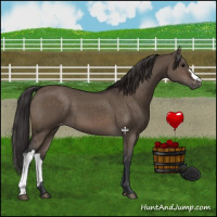 Horse Color:Brown Dun Appaloosa 