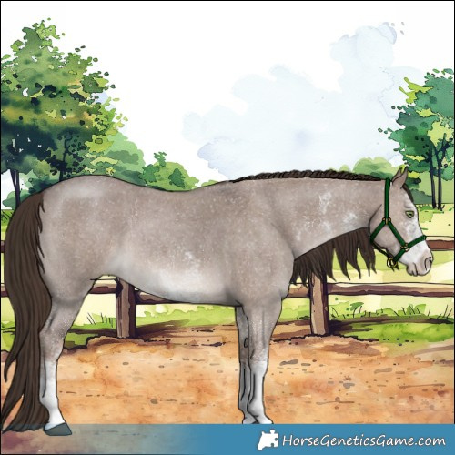 Horse Color:White Spotted Liver Red Dun 