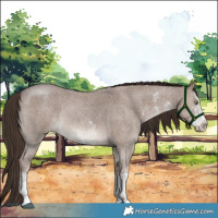 Horse Color:White Spotted Liver Red Dun 
