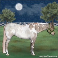 Horse Color:White Spotted Liver Red Dun Roan Brindle 