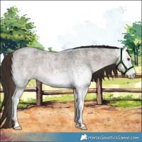 Horse Color:White Spotted Liver Red Dun Roan Rabicano Brindle