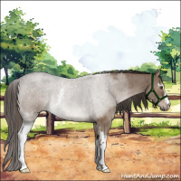Horse Color:White Spotted Liver Red Dun Roan Brindle 
