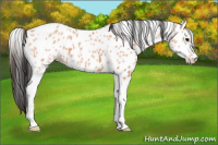 Horse Color:Bay Ice Tobiano Appaloosa