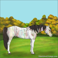 Horse Color:Bay Ice Tobiano 