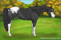 Horse Color:Black Sabino Snowcap 