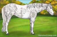 Horse Color:Silver Blue Roan Splash Tobiano  and Silver Blue Roan Splash Tobiano Appaloosa 