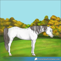 Horse Color:Grullo Ice Sabino Splash Frame Varnish