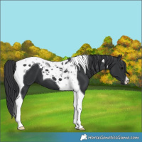 Horse Color:Black Tobiano 