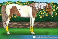 Horse Color:Chestnut Tobiano