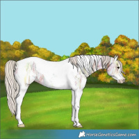 Horse Color:Silver Bay Ice Sabino Tobiano
