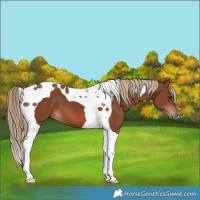 Horse Color:Chestnut Tobiano