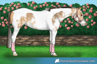 Horse Color:Buckskin Sabino Tobiano