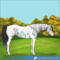 Horse Color:Black Ice Tobiano 
