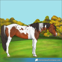 Horse Color:Bay Tobiano 