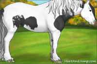 Horse Color:Black Splash Tobiano Appaloosa 