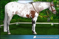Horse Color:White Spotted Brown Appaloosa 