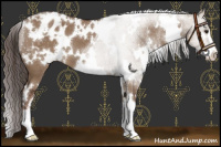 Horse Color:White Spotted Liver Red Dun Sabino Appaloosa